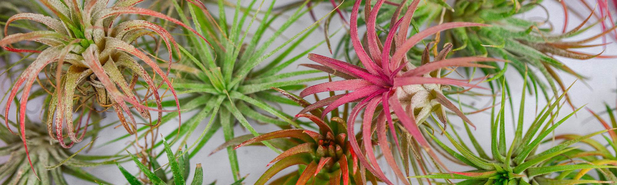 Tillandsie pourpre - Tillandsia ionantha