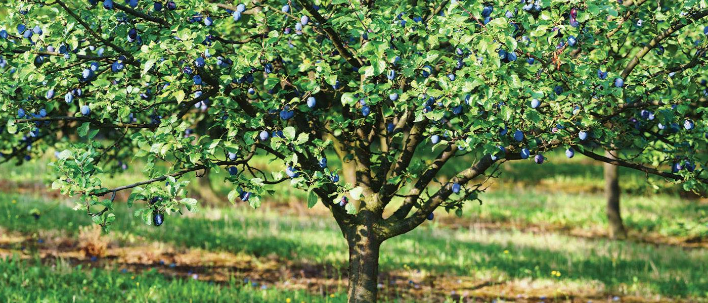 Prunier commun - Prunus domestica