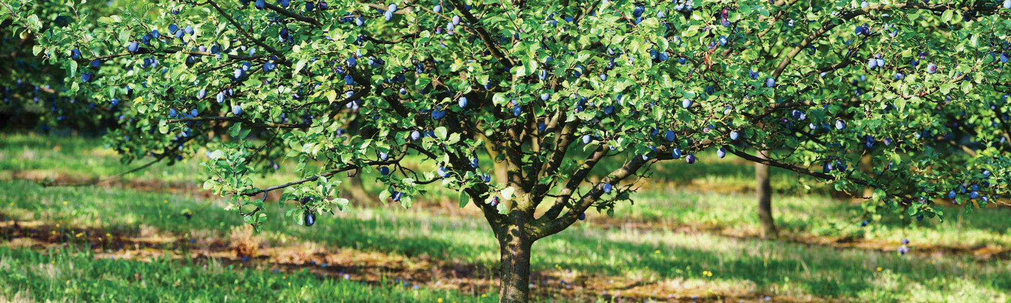 Abricotier du Japon - Prunus mume
