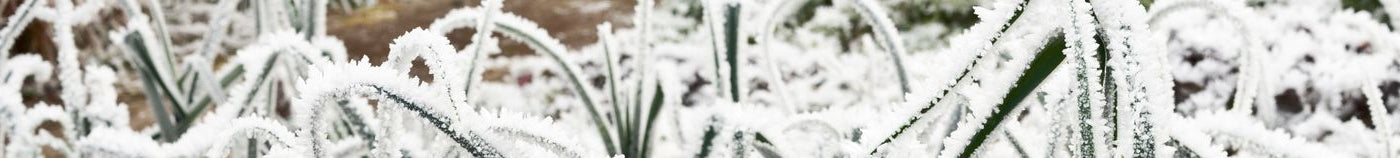 Potager en hiver