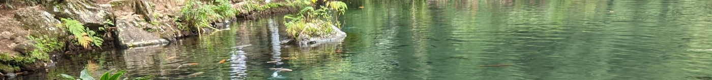 Plantes pour bassin : conseils et inspirations