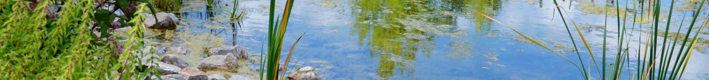Bassin naturel