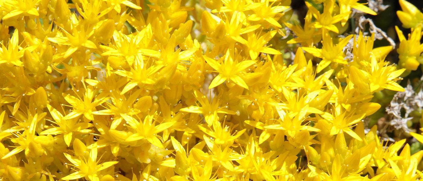 Orpin âcre - Sedum acre