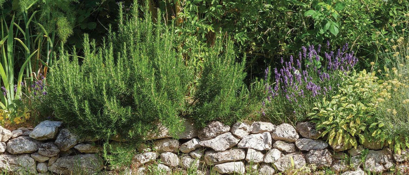 Plantes pour allées et bordures