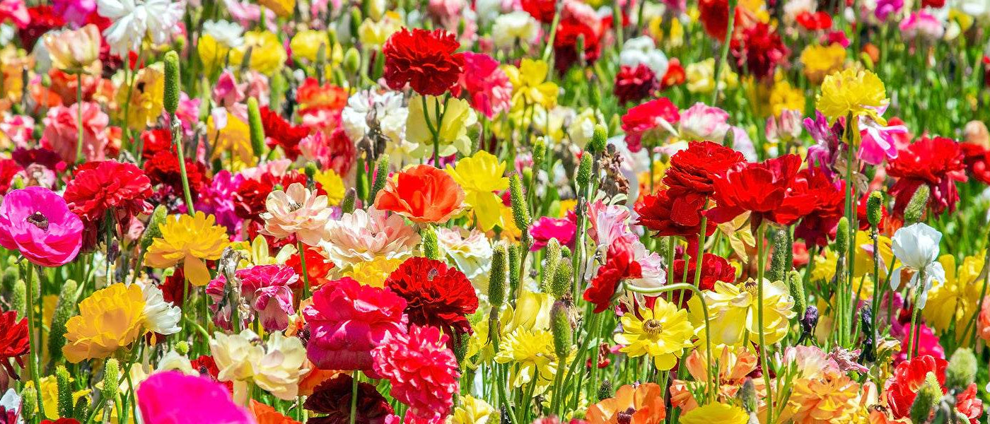 Renoncule des jardins - Ranunculus asiaticus