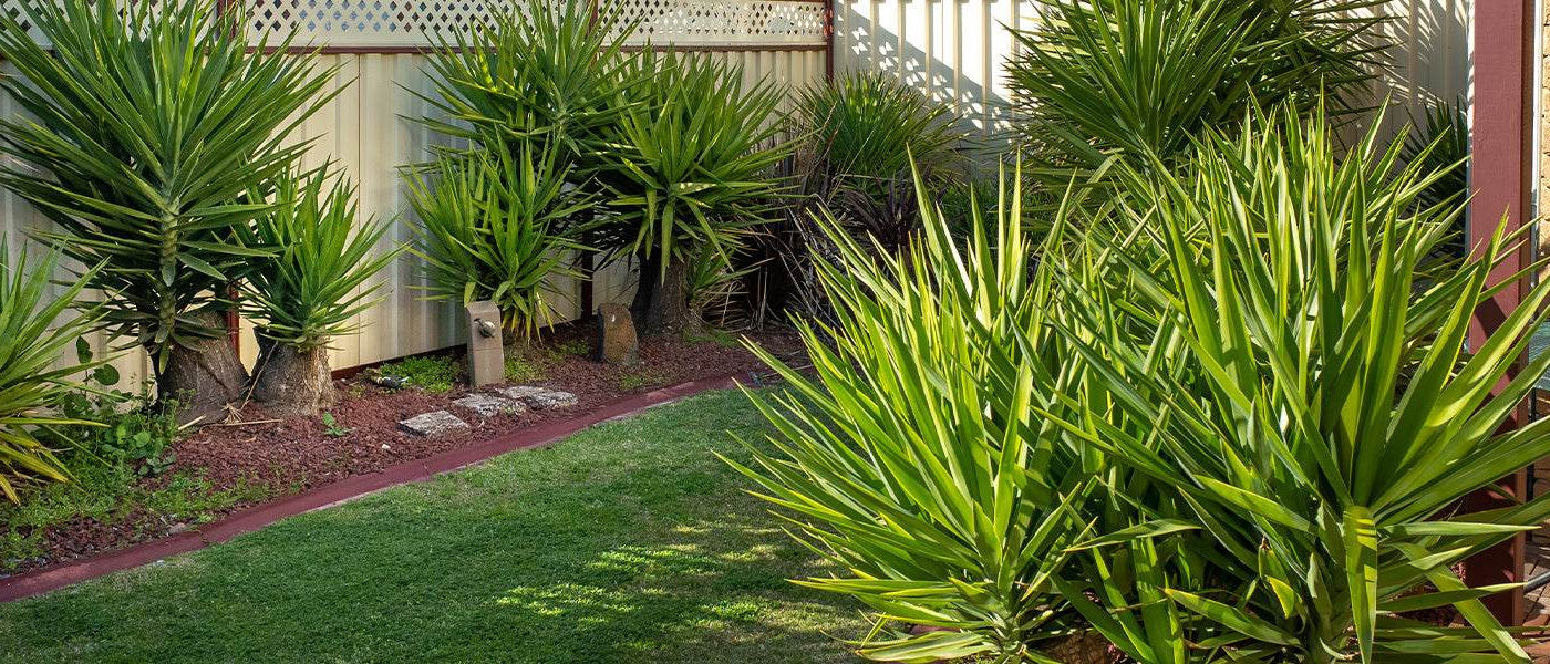 Yucca filamenteux - Yucca filamentosa