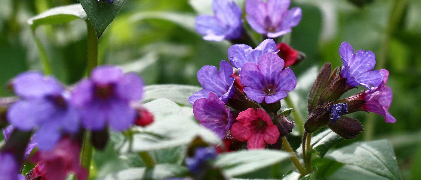 Pulmonaire à longues feuilles - Pulmonaria longifolia