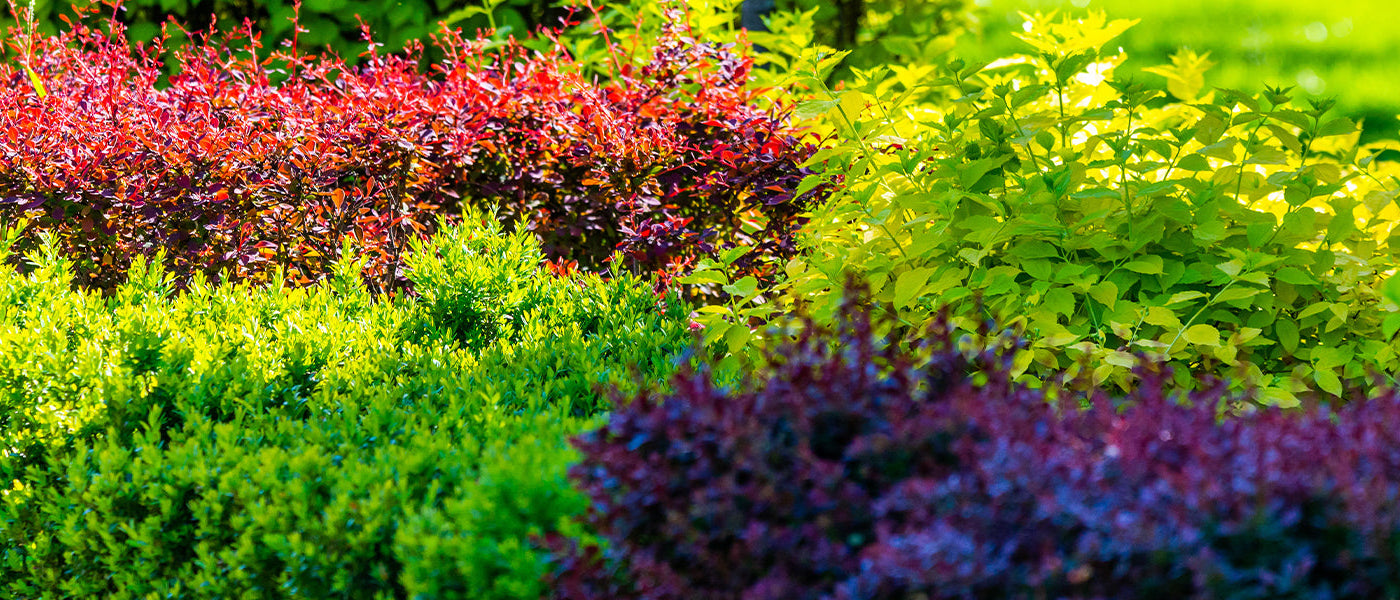 Plantes pour haie