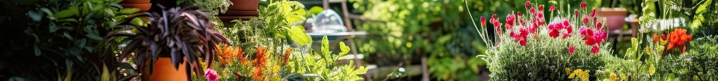 Terrasse fleurie en été