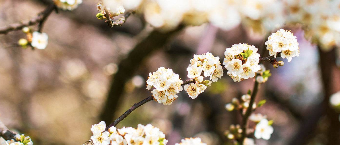 Spirée de Thunberg - Spiraea thunbergii