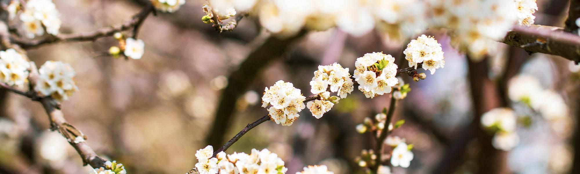 Spirée du Nippon - Spiraea nipponica