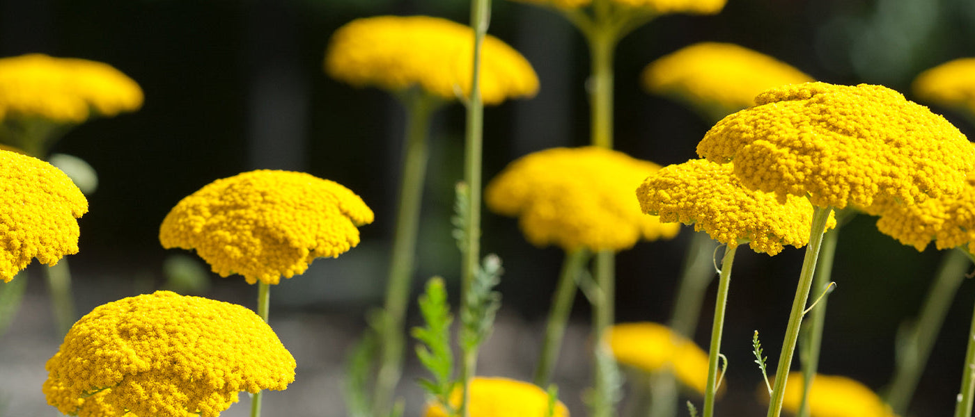 Achillée sternutatoire - Achillea ptarmica