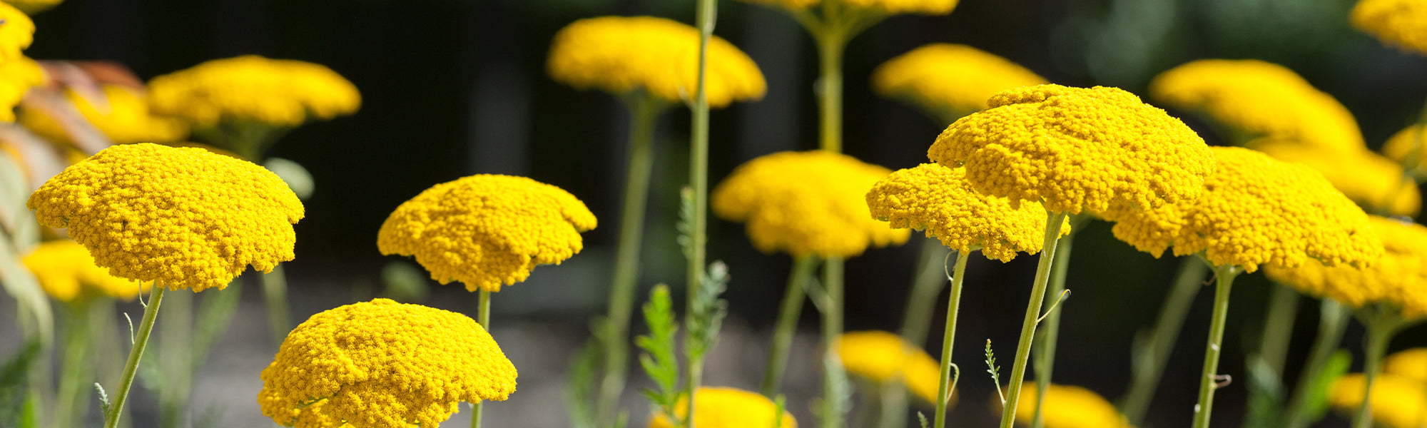 Achillée jaune - Achillea filipendulina