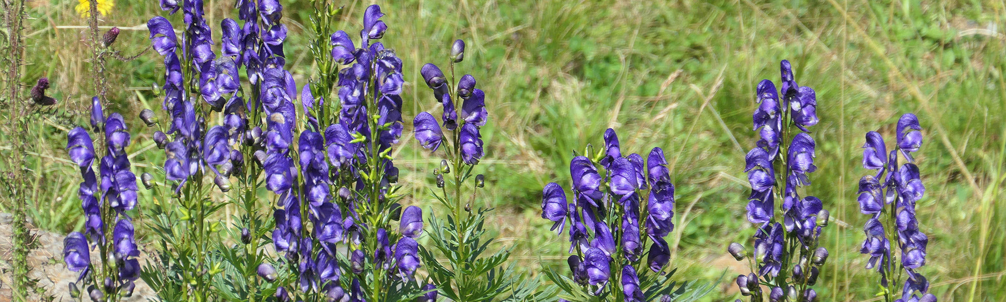 Aconit napel - Aconitum napellus