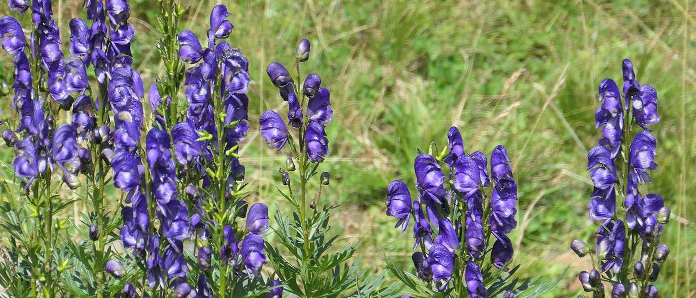 Aconit septentrional - Aconitum septentrionale