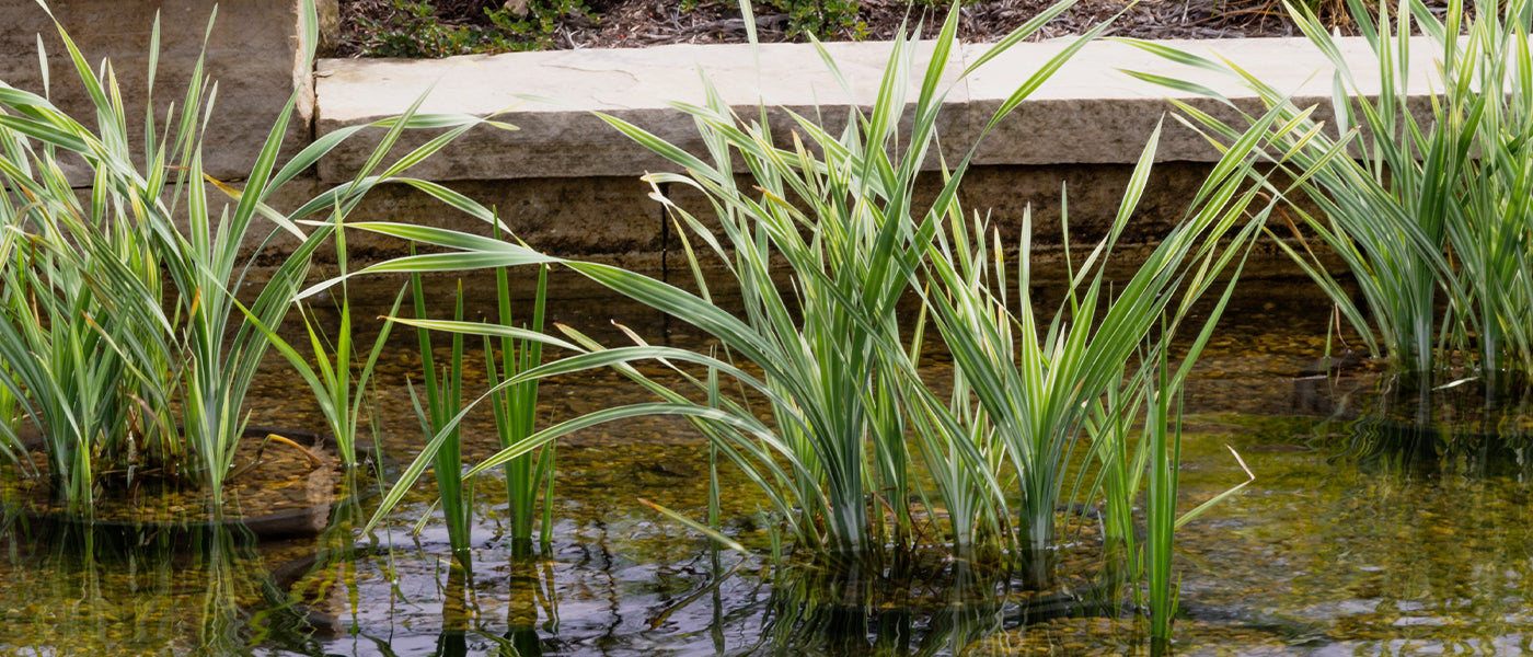 Acore odorant - Acorus calamus