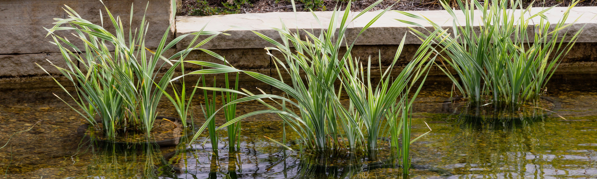 Acore odorant - Acorus calamus