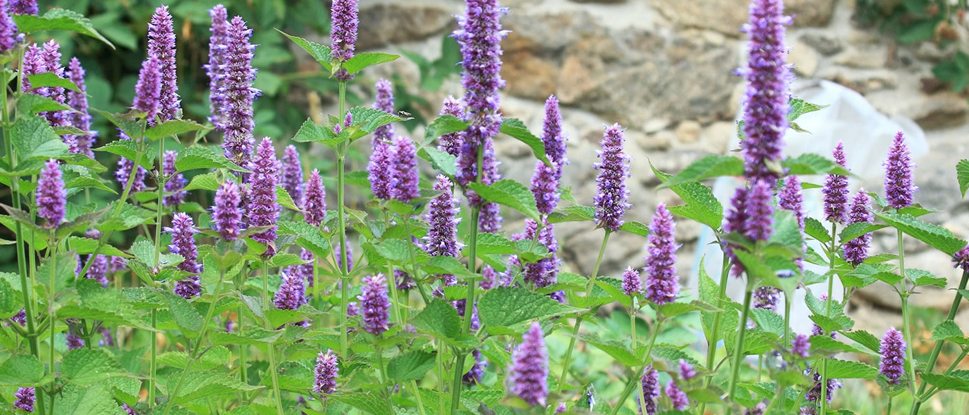 Agastache du Mexique - Agastache mexicana