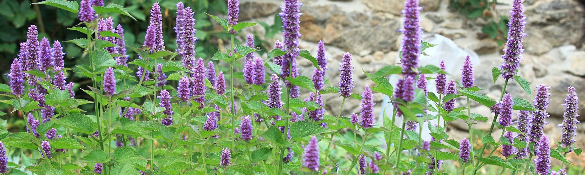 Agastache du Mexique - Agastache mexicana