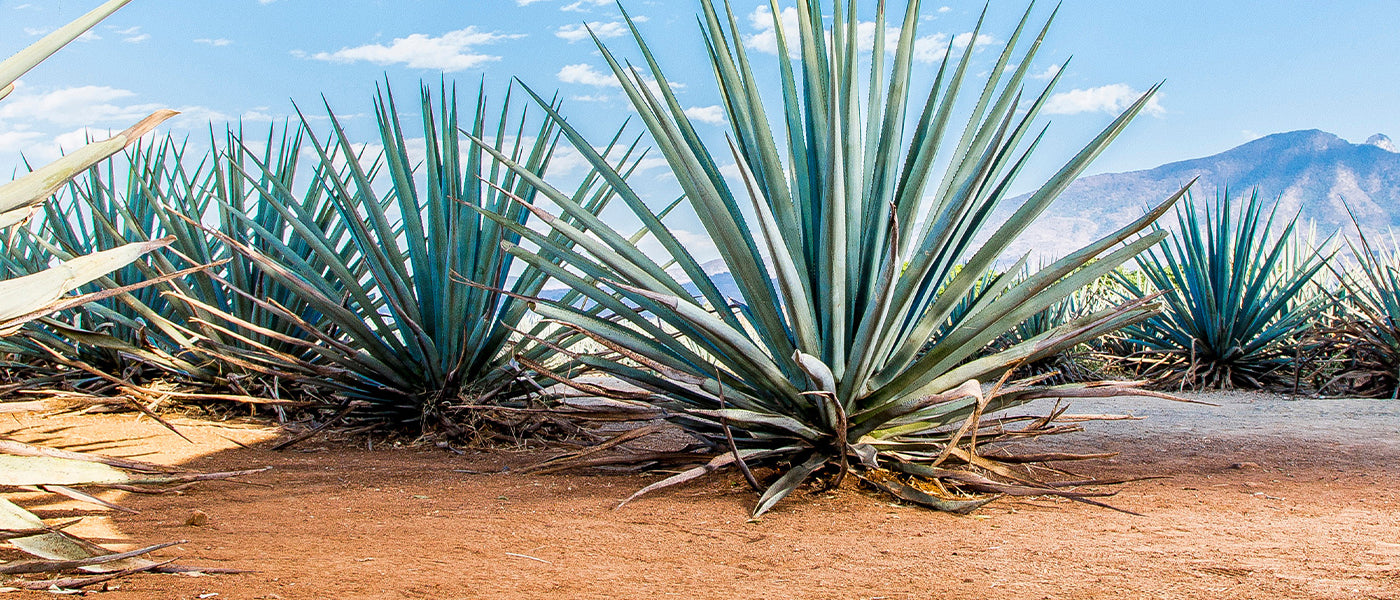 Agave de Parry - Agave parryi