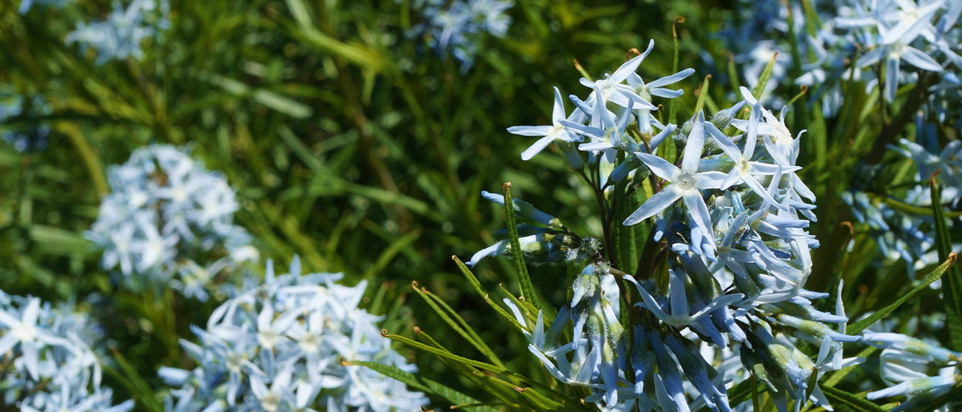 Amsonie de Tabernaemontanus - Amsonia tabernaemontana