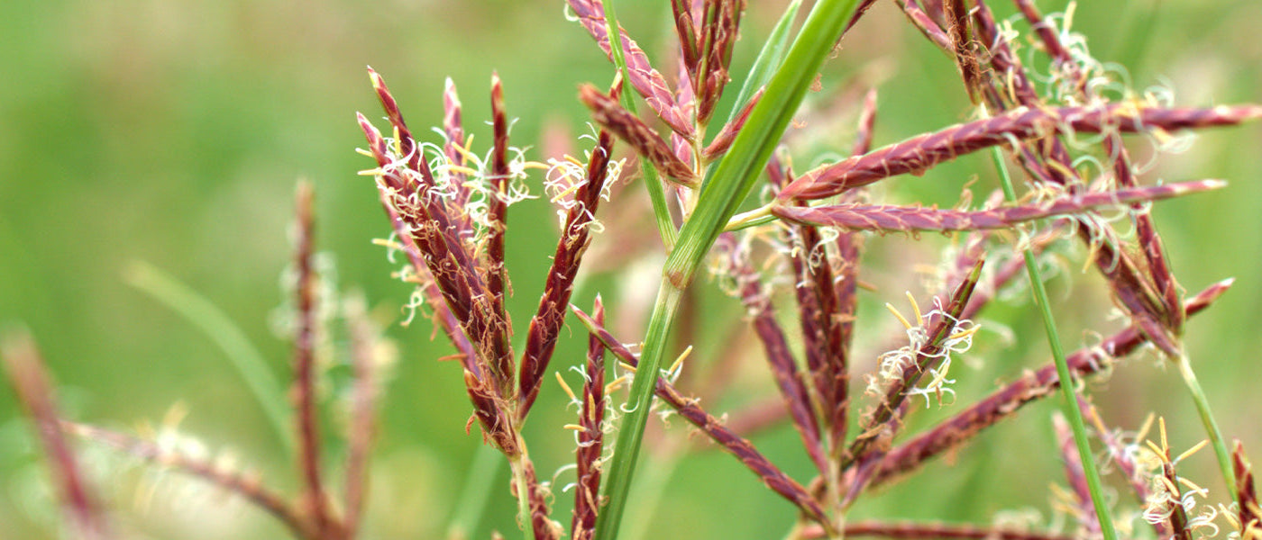 Andropogon