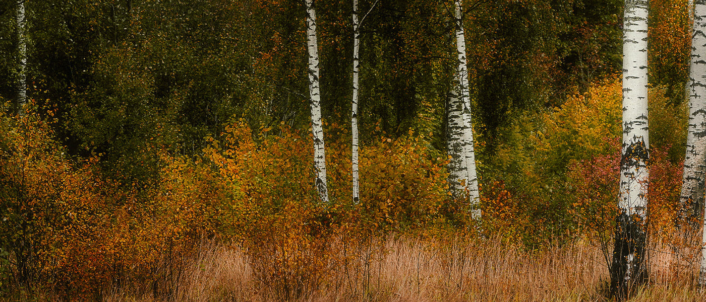 Arbres à croissance rapide