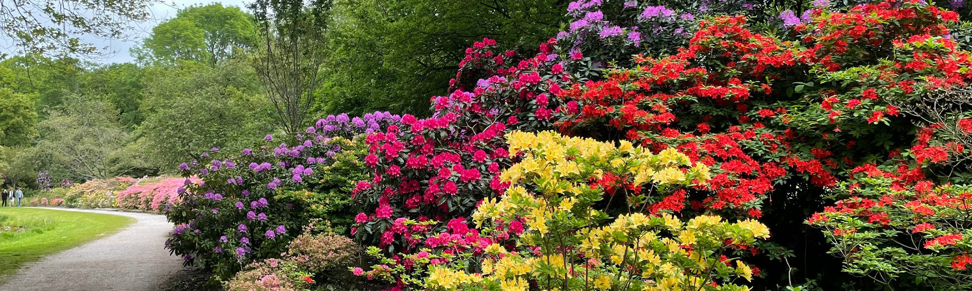 Arbres à fleurs