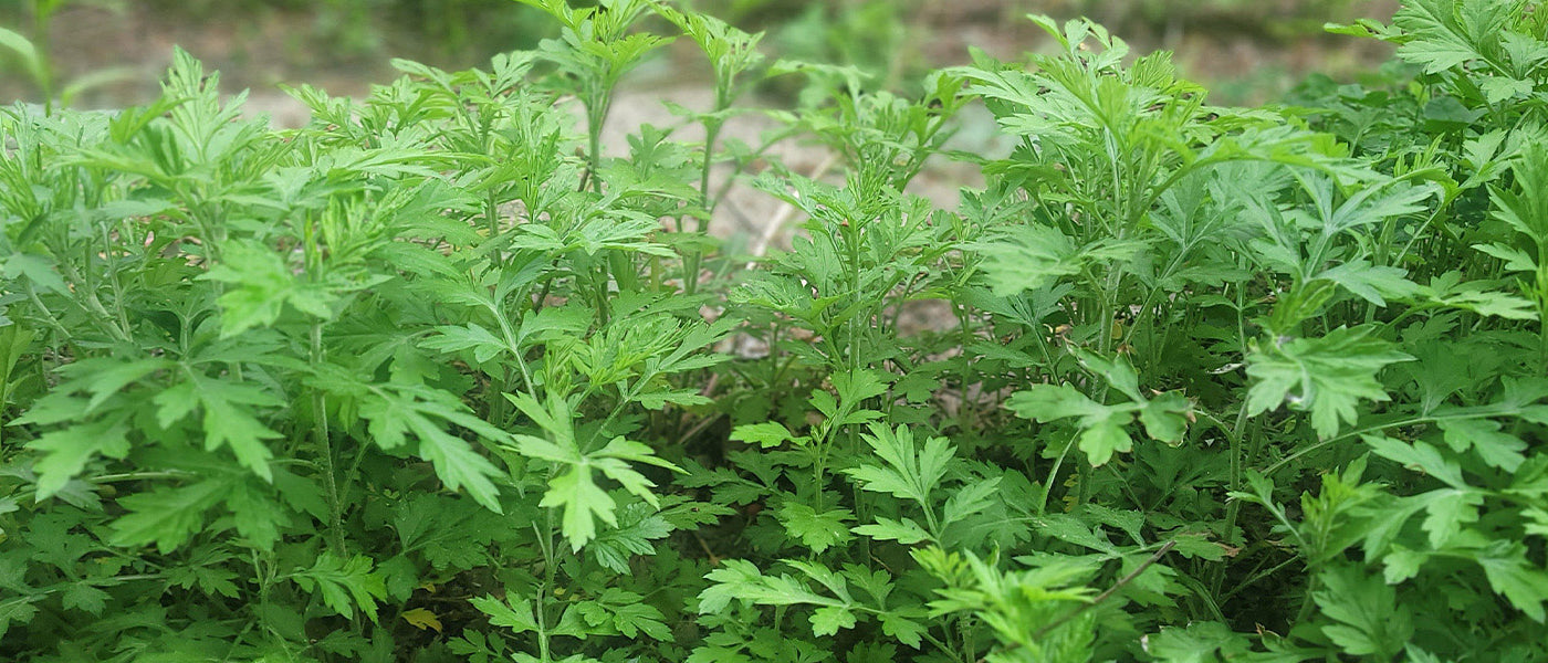 Armoise commune - Artemisia vulgaris