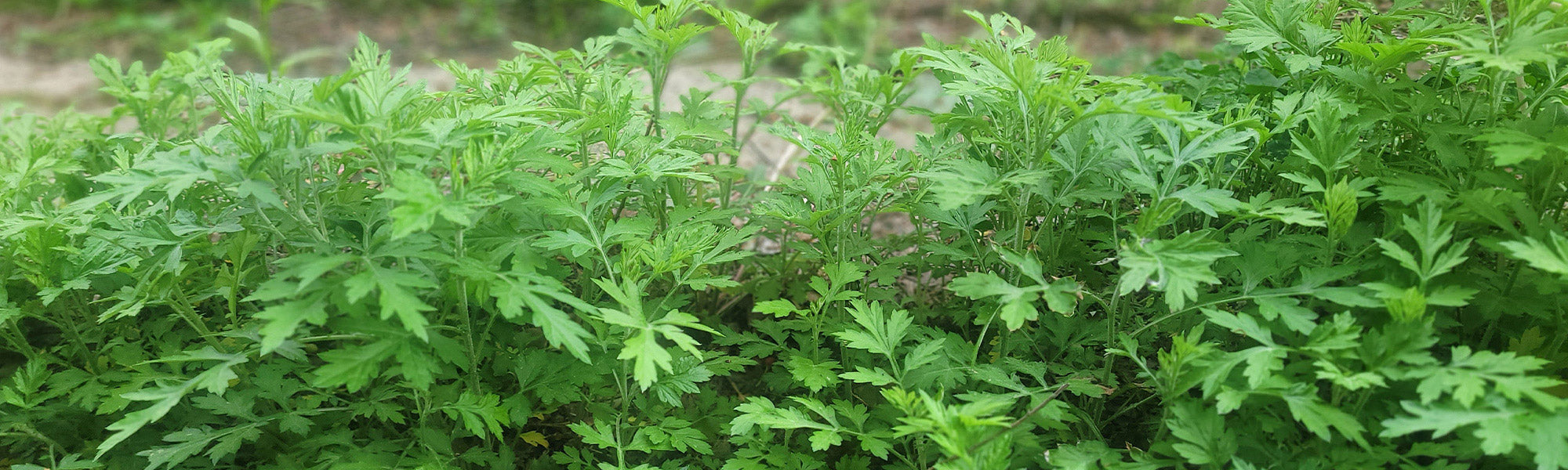 Absinthe - Artemisia absinthium