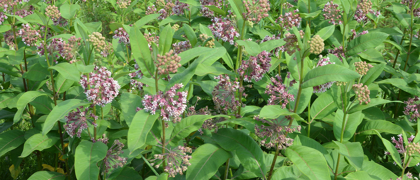 Asclépiade incarnate - Asclepias incarnata