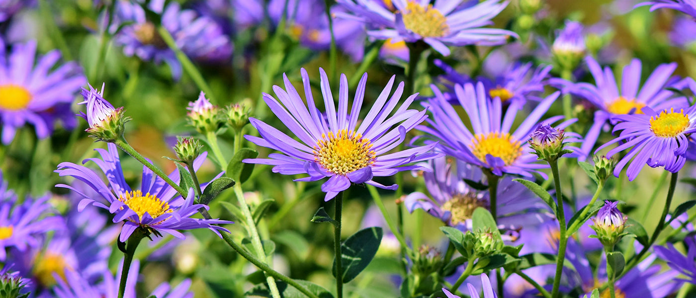 Aster à grandes feuilles - Aster macrophyllus
