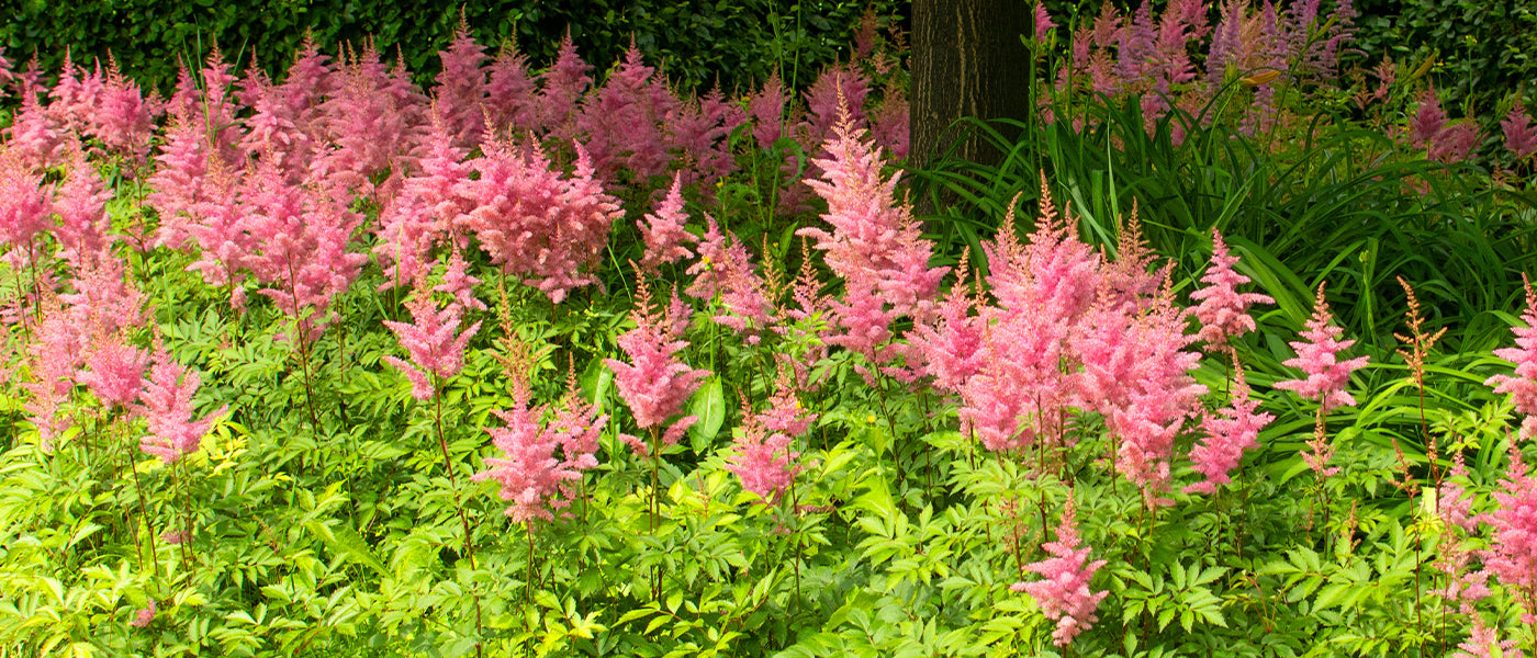 Astilbe de Thunberg - Astilbe thunbergii