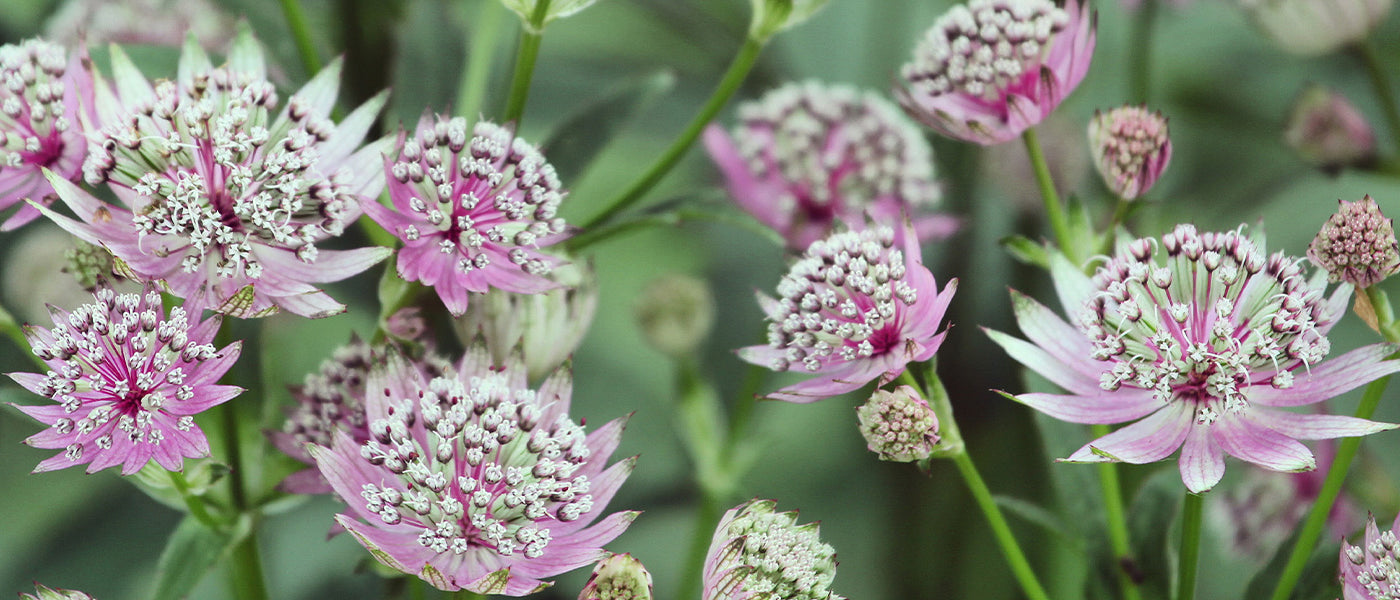 Grande astrance - Astrantia major