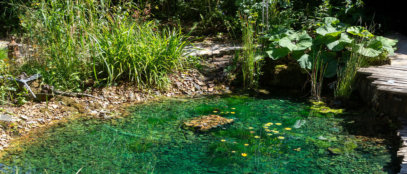 Plantes pour bassin : conseils et inspirations