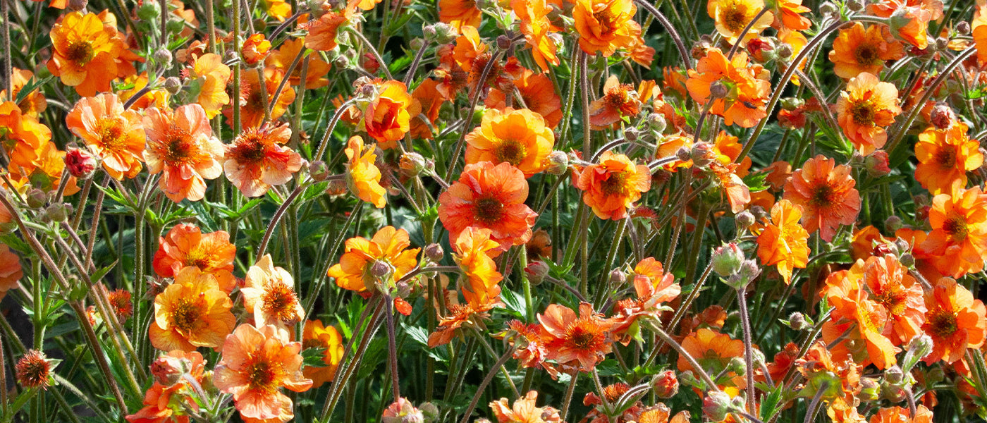 Benoîte écarlate - Geum coccineum