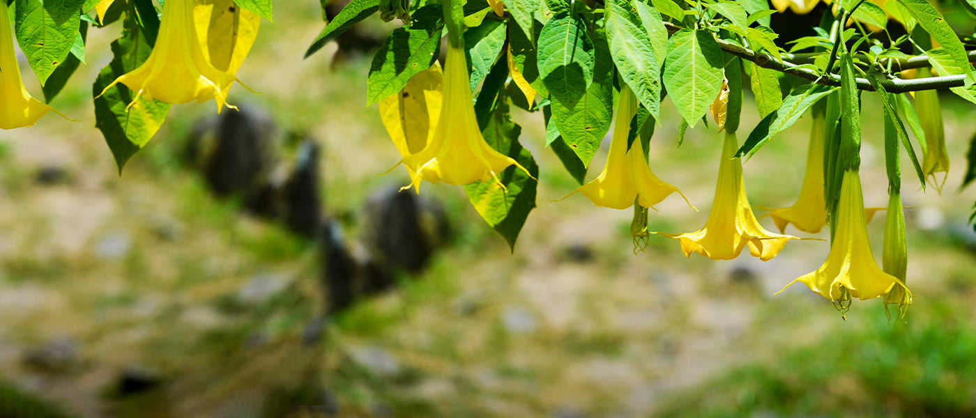 Bident à feuilles de fenouil - Bidens ferulifolia