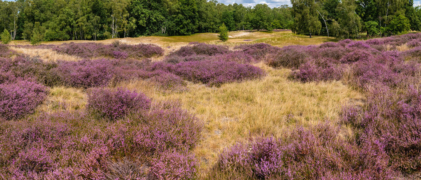 Bruyère d'été