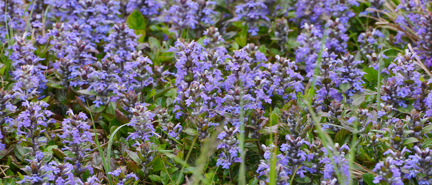 Bugle de Genève - Ajuga genevensis