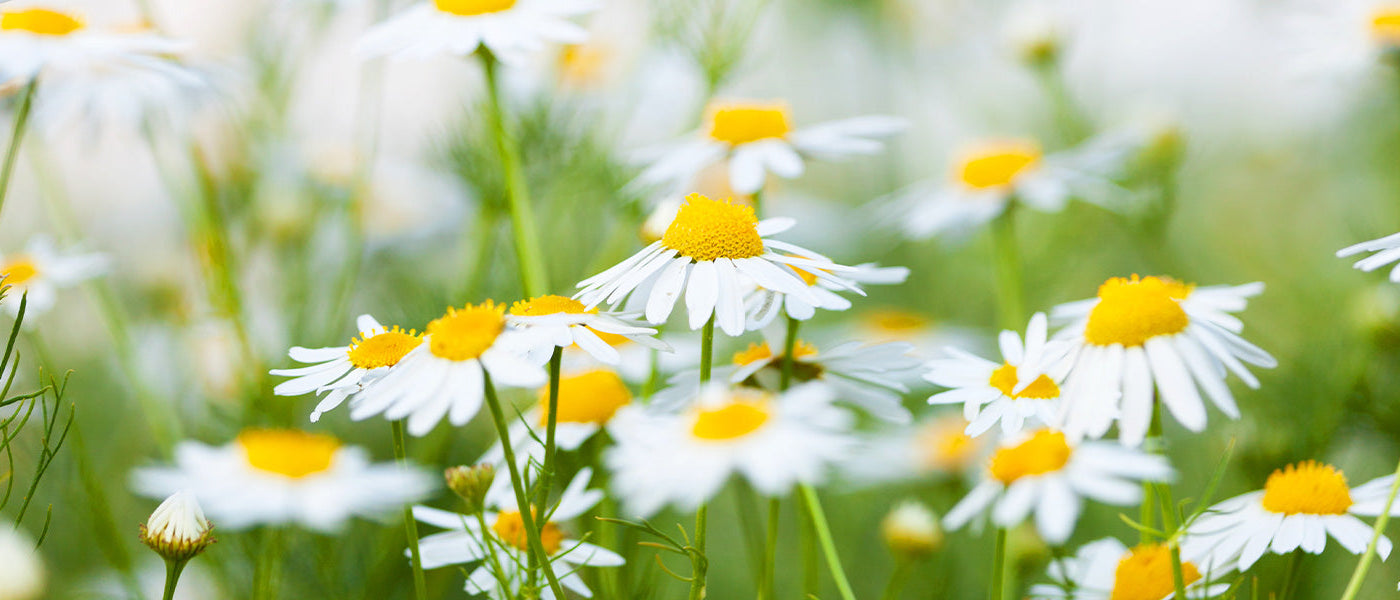 Camomille matricaire - Matricaria chamomilla