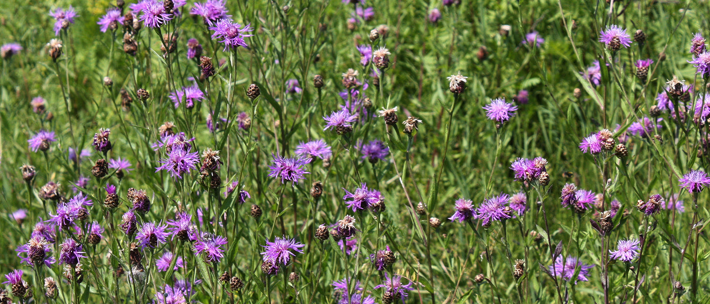 Centaurée jacée - Centaurea jacea
