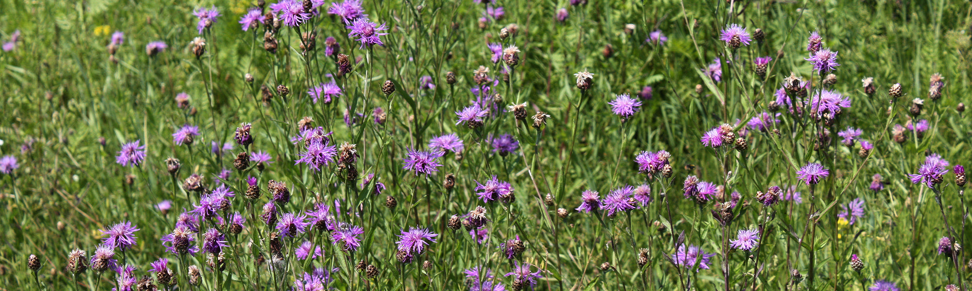 Centaurée des montagnes - Centaurea montana