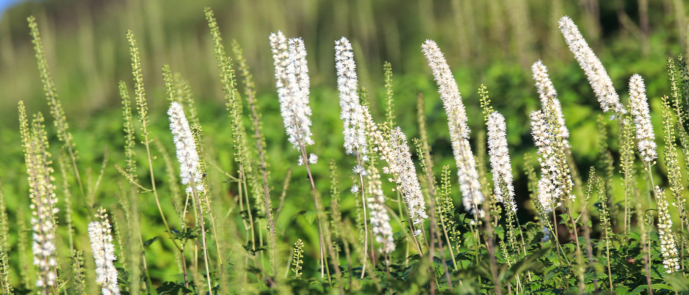 Cimicaire à grappes - Actaea racemosa