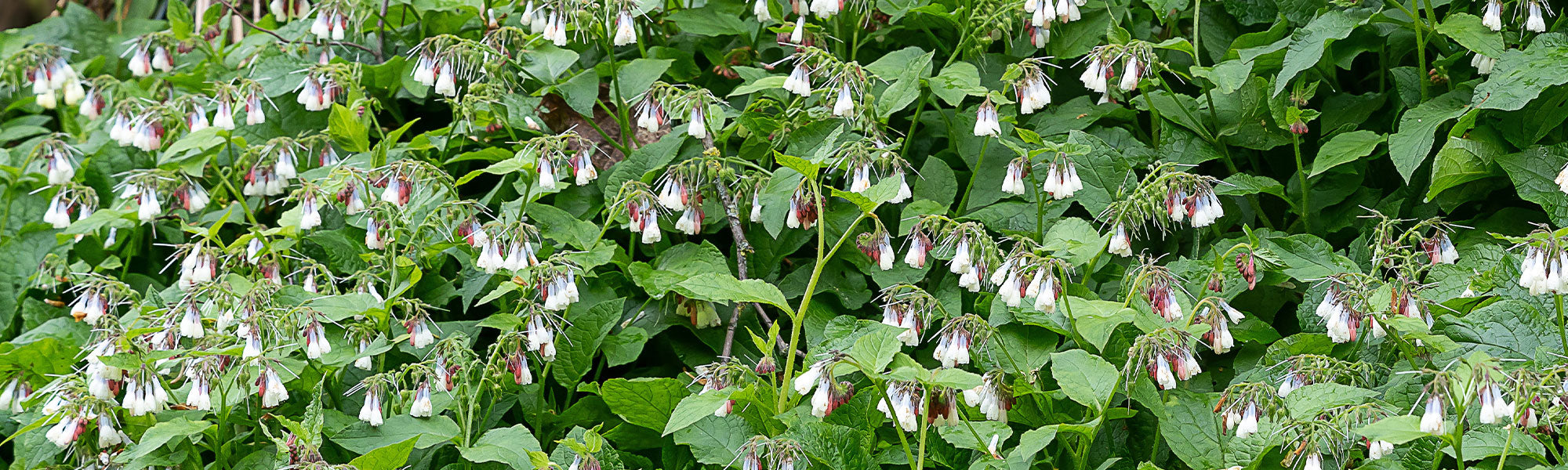 Consoude à grandes fleurs - Symphytum grandiflorum