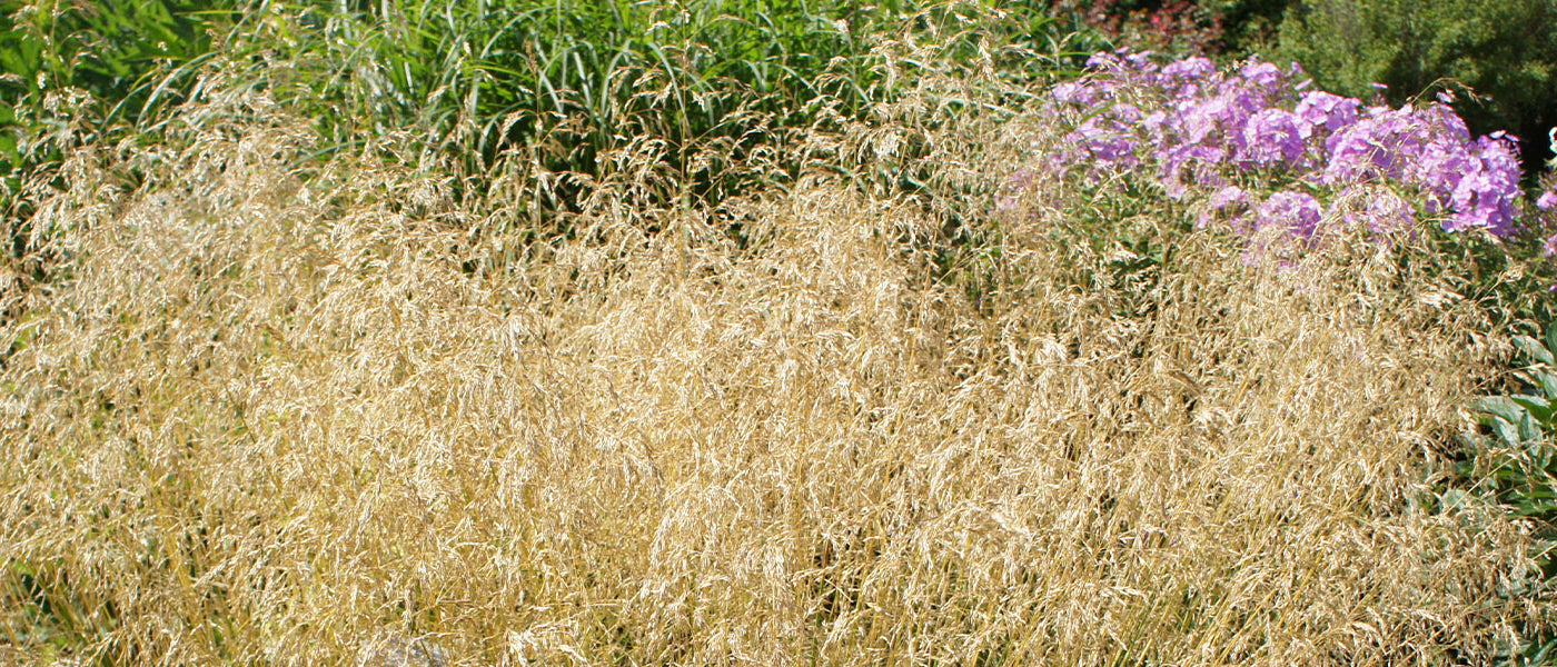 Deschampsie - Deschampsia
