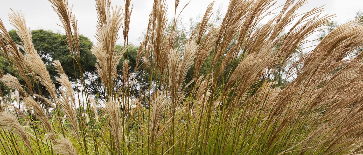 Eulalie - Roseau de Chine