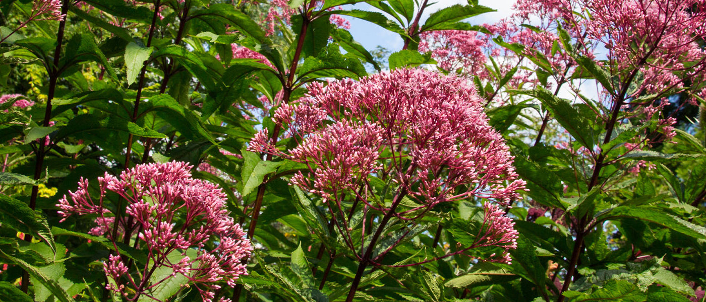 Eupatoire maculée - Eupatorium maculatum