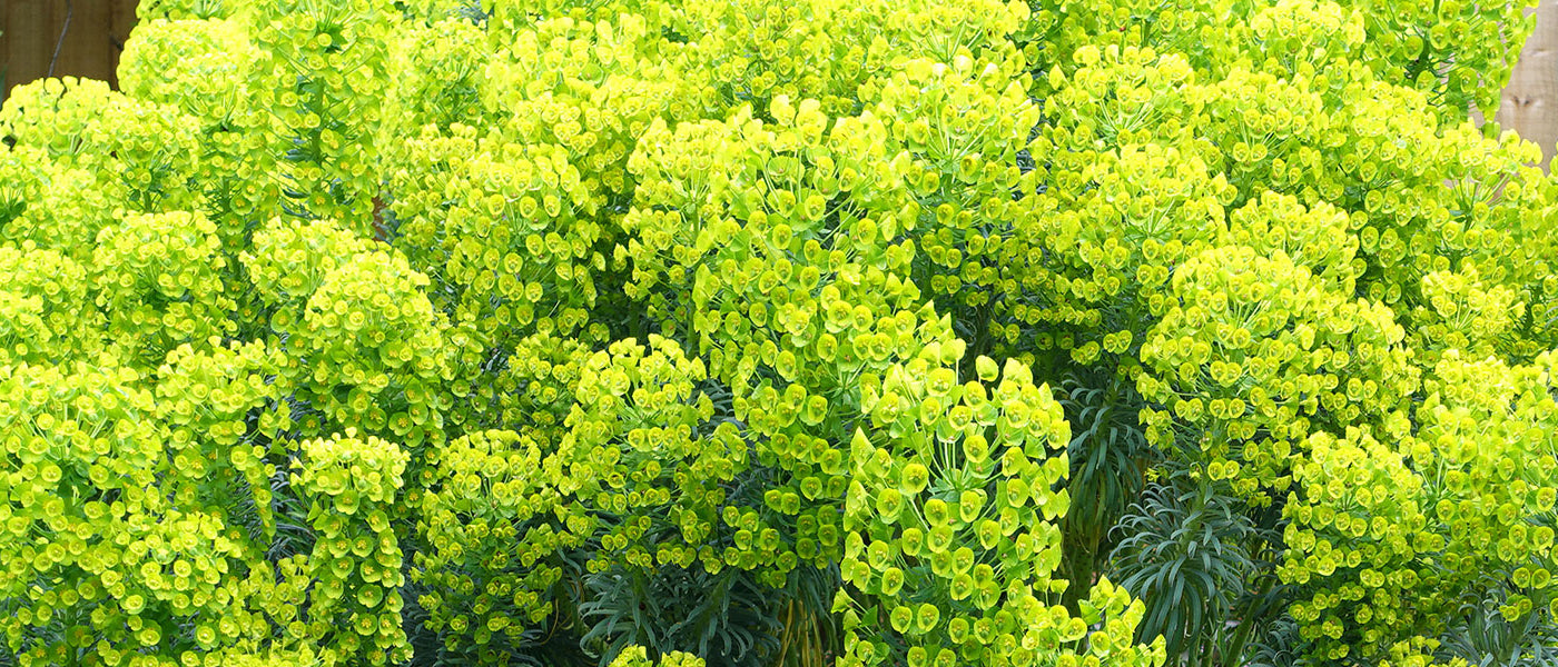 Euphorbe épurge - Euphorbia lathyris