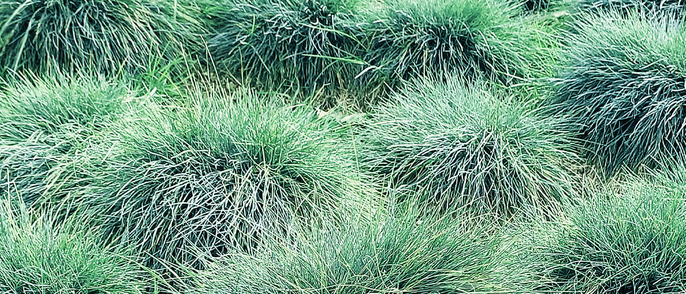 Fétuque bleue - Festuca glauca