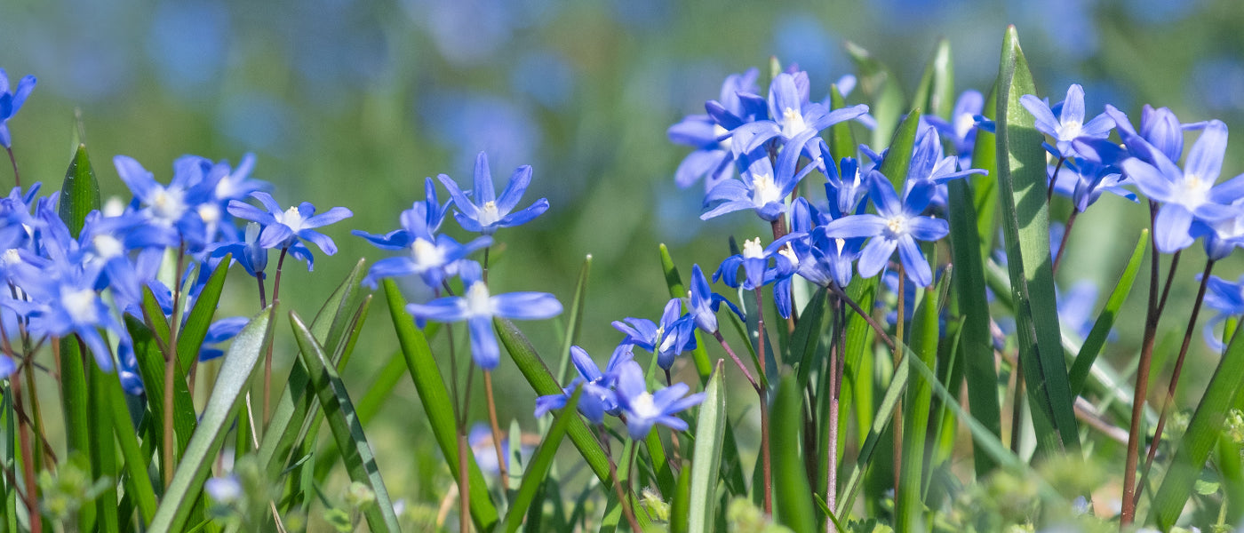Gloire des neiges de Lucilie - Chionodoxa luciliae